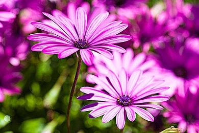 格斗游戏《夜下降生2》公布新角色“ツルギ”预告